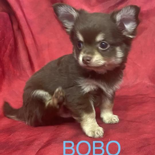 chiot Chihuahua Poil Long BOBO Chihuahua disponible Domaine de la Chantelaie