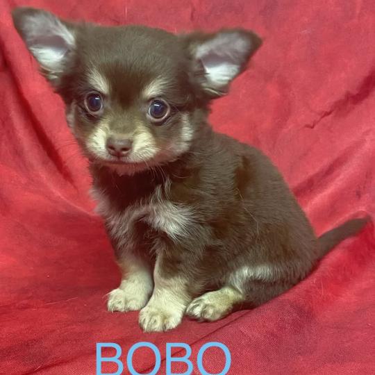 chiot Chihuahua Poil Long BOBO Chihuahua disponible Domaine de la Chantelaie