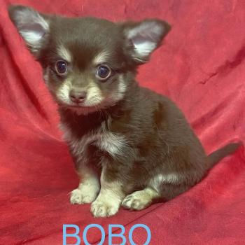 chiot Chihuahua Poil Long BOBO Chihuahua disponible Domaine de la Chantelaie