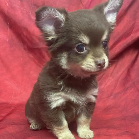 chiot Chihuahua Poil Long BOBO Chihuahua disponible Domaine de la Chantelaie