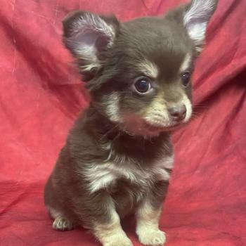 chiot Chihuahua Poil Long BOBO Chihuahua disponible Domaine de la Chantelaie