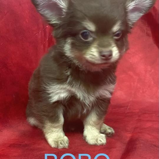 chiot Chihuahua Poil Long BOBO Chihuahua disponible Domaine de la Chantelaie