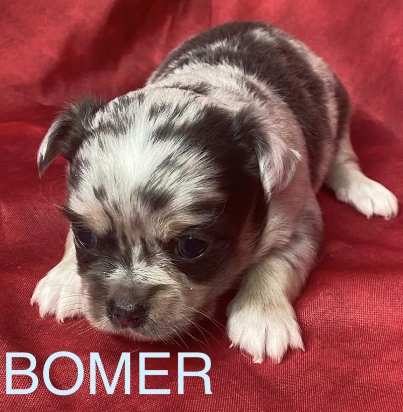BOMER chihuahua à réserver Mâle Chihuahua Poil Long