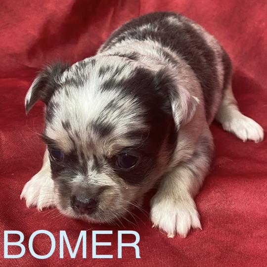 chiot Chihuahua Poil Long BOMER chihuahua à réserver Domaine de la Chantelaie