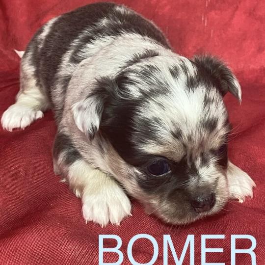 chiot Chihuahua Poil Long BOMER chihuahua à réserver Domaine de la Chantelaie