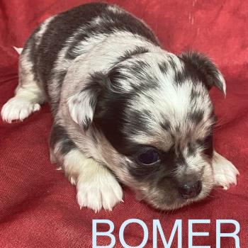 chiot Chihuahua Poil Long BOMER chihuahua à réserver Domaine de la Chantelaie