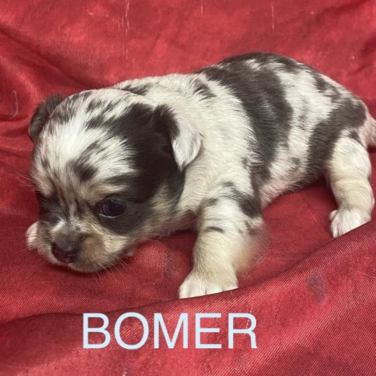chiot Chihuahua Poil Long BOMER chihuahua à réserver Domaine de la Chantelaie