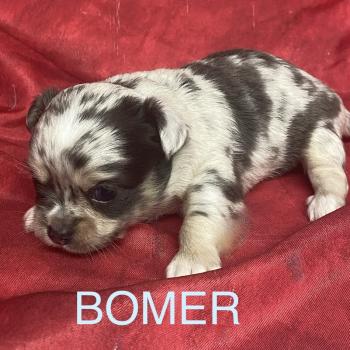 chiot Chihuahua Poil Long BOMER chihuahua à réserver Domaine de la Chantelaie