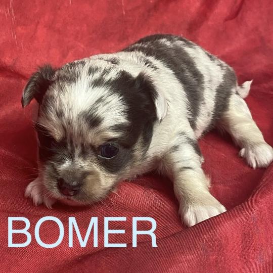 chiot Chihuahua Poil Long BOMER chihuahua à réserver Domaine de la Chantelaie