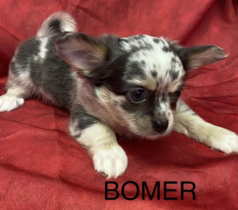 BOMER chihuahua DISPONIBLE Mâle Chihuahua Poil Long