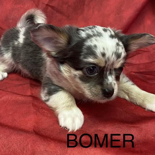 chiot Chihuahua Poil Long BOMER chihuahua disponible Domaine de la Chantelaie
