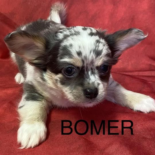 chiot Chihuahua Poil Long BOMER chihuahua disponible Domaine de la Chantelaie