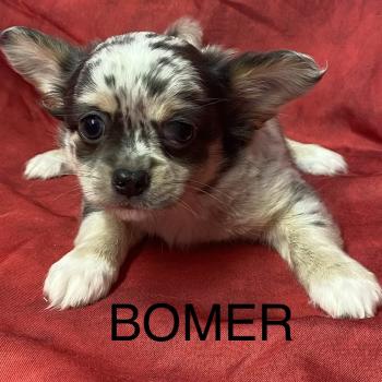 chiot Chihuahua Poil Long BOMER chihuahua disponible Domaine de la Chantelaie
