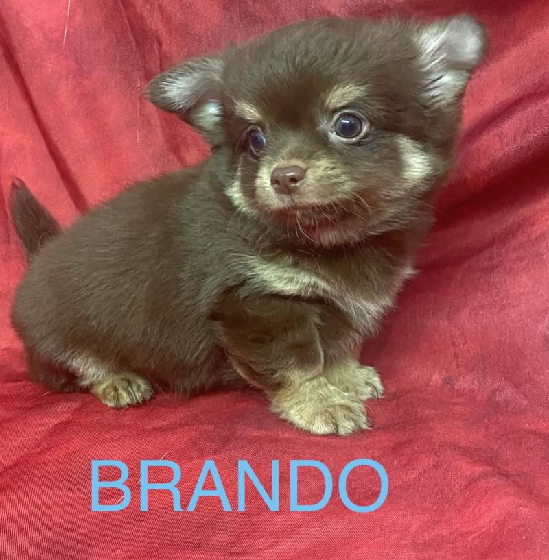 BRANDO Chihuahua disponible Mâle Chihuahua Poil Long