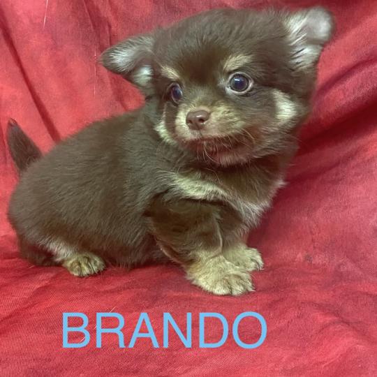 chiot Chihuahua Poil Long BRANDO Chihuahua disponible Domaine de la Chantelaie