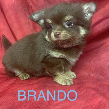 chiot Chihuahua Poil Long BRANDO Chihuahua disponible Domaine de la Chantelaie