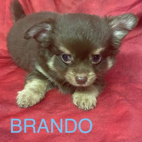 chiot Chihuahua Poil Long BRANDO Chihuahua disponible Domaine de la Chantelaie