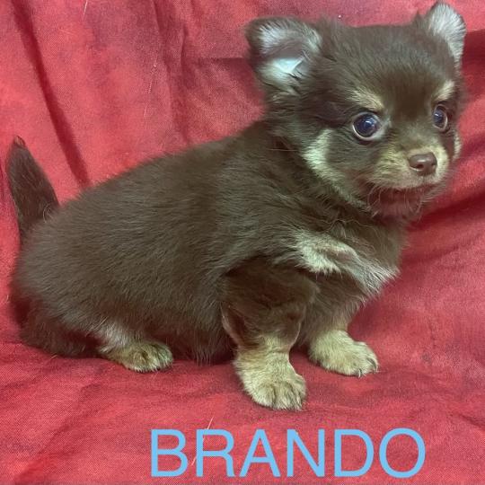 chiot Chihuahua Poil Long BRANDO Chihuahua disponible Domaine de la Chantelaie
