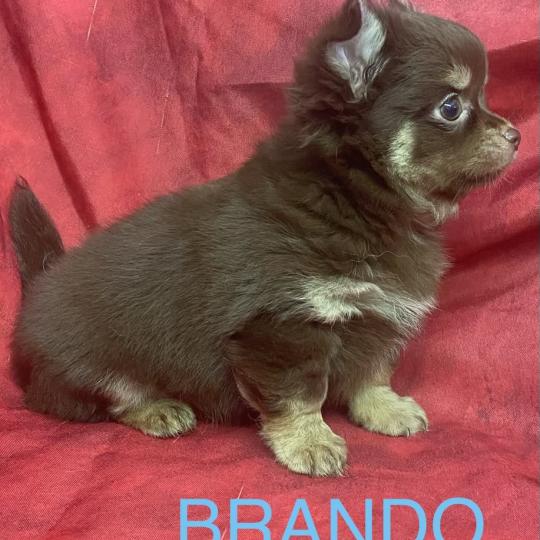 chiot Chihuahua Poil Long BRANDO Chihuahua disponible Domaine de la Chantelaie