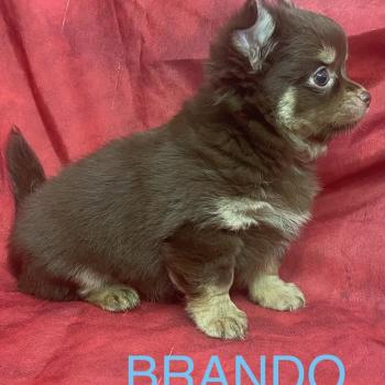 chiot Chihuahua Poil Long BRANDO Chihuahua disponible Domaine de la Chantelaie