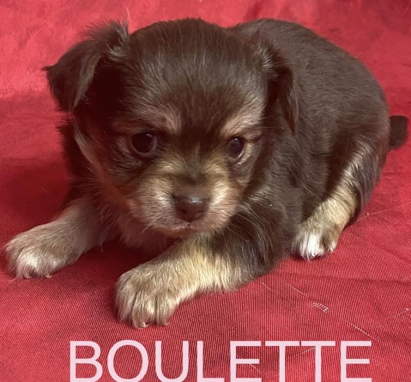 BOULETTE chihuahua à réserver Femelle Chihuahua Poil Long