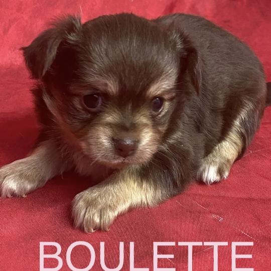 chiot Chihuahua Poil Long BOULETTE chihuahua à réserver Domaine de la Chantelaie