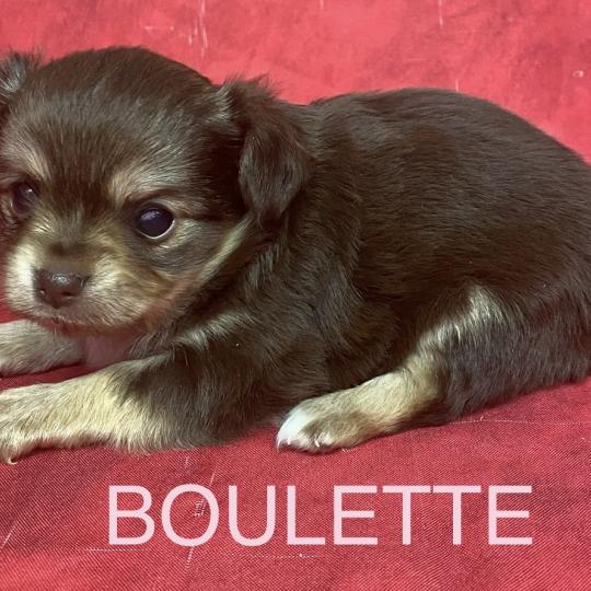 chiot Chihuahua Poil Long BOULETTE chihuahua à réserver Domaine de la Chantelaie