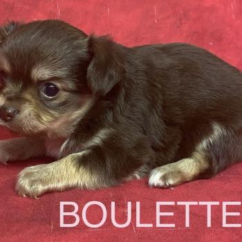 chiot Chihuahua Poil Long BOULETTE chihuahua à réserver Domaine de la Chantelaie