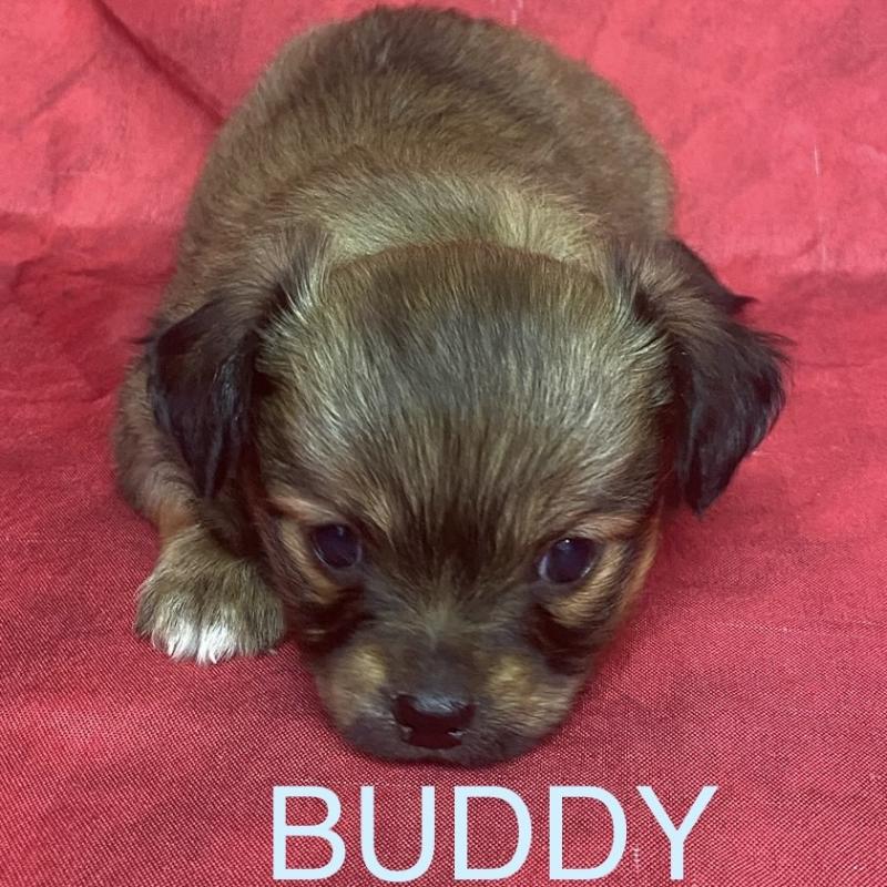 BUDDY chihuahua à réserver Mâle Chihuahua Poil Long