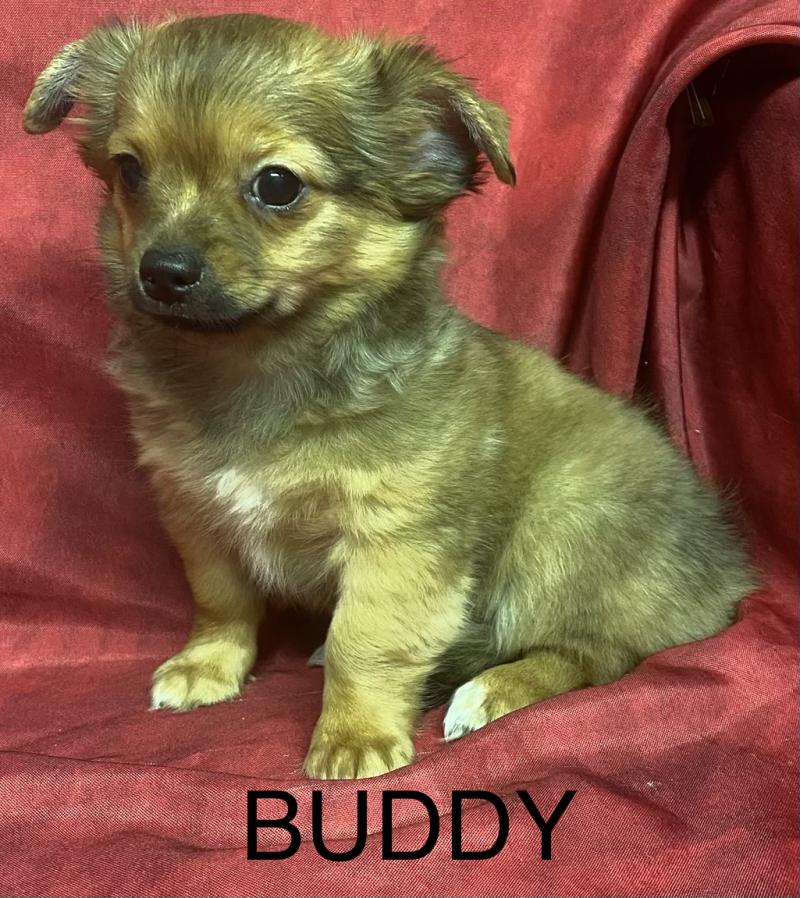 BUDDY chihuahua DISPONIBLE Mâle Chihuahua Poil Long