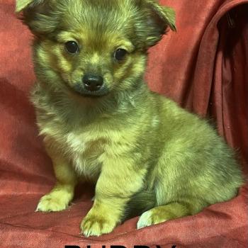 chiot Chihuahua Poil Long BUDDY chihuahua disponible Domaine de la Chantelaie