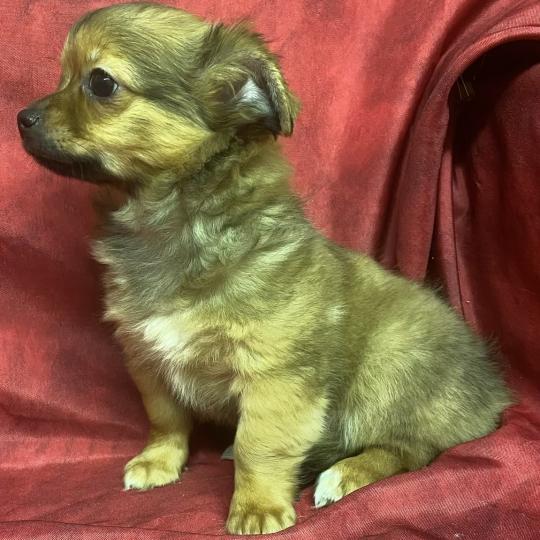 chiot Chihuahua Poil Long BUDDY chihuahua disponible Domaine de la Chantelaie