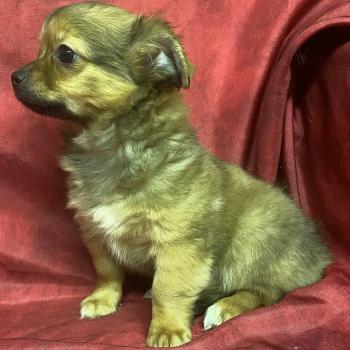 chiot Chihuahua Poil Long BUDDY chihuahua disponible Domaine de la Chantelaie