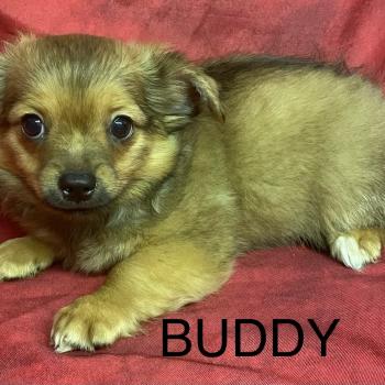 chiot Chihuahua Poil Long BUDDY chihuahua disponible Domaine de la Chantelaie