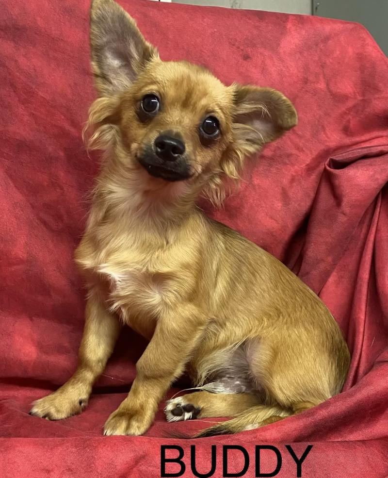 BUDDY chihuahua DISPONIBLE Mâle Chihuahua Poil Long