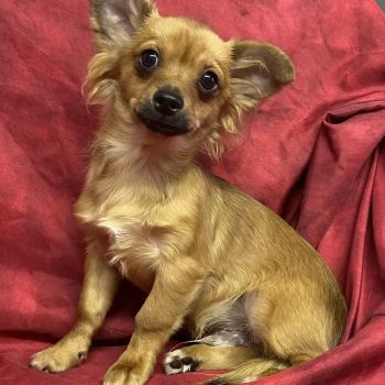 chiot Chihuahua Poil Long BUDDY chihuahua DISPONIBLE Domaine de la Chantelaie