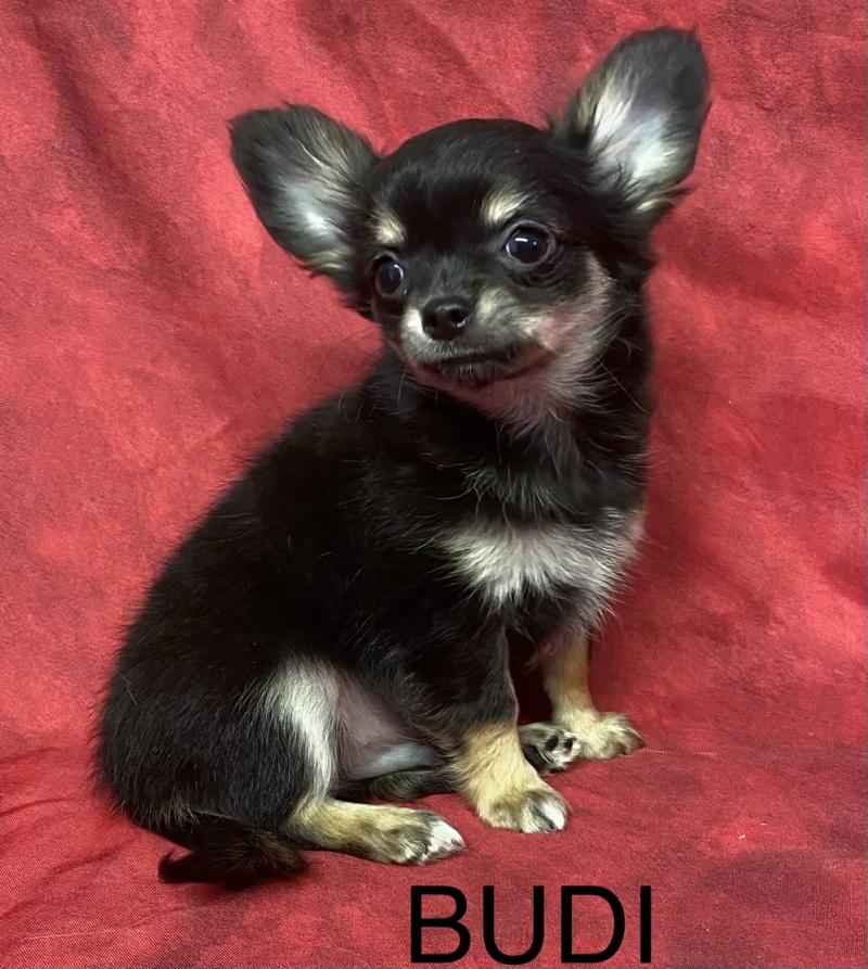 BUDI Chihuahua LOF disponible Mâle Chihuahua Poil Long
