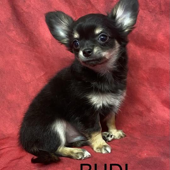 chiot Chihuahua Poil Long BUDI Chihuahua disponible Domaine de la Chantelaie