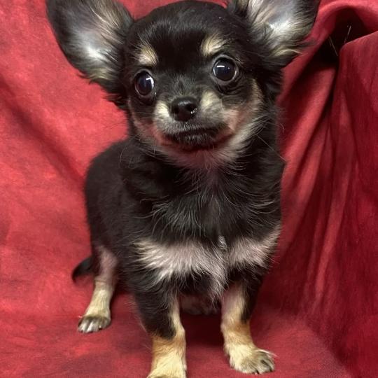 chiot Chihuahua Poil Long BUDI Chihuahua disponible Domaine de la Chantelaie