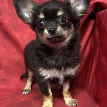 chiot Chihuahua Poil Long BUDI Chihuahua disponible Domaine de la Chantelaie
