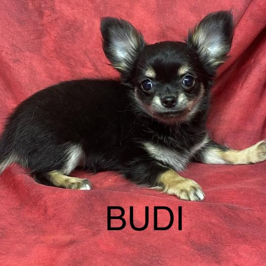 chiot Chihuahua Poil Long BUDI Chihuahua disponible Domaine de la Chantelaie