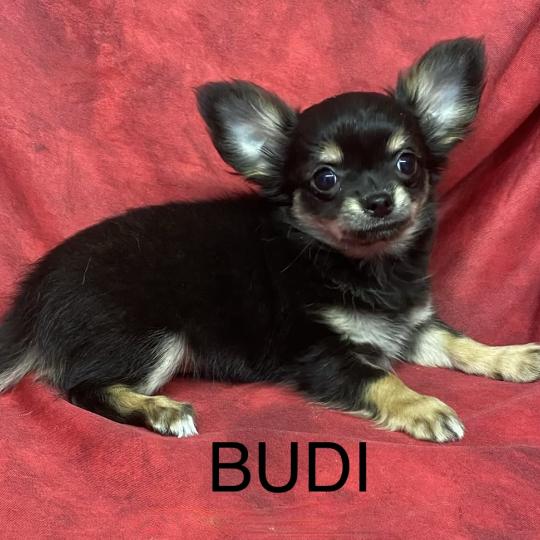 chiot Chihuahua Poil Long BUDI Chihuahua disponible Domaine de la Chantelaie