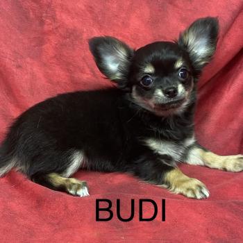 chiot Chihuahua Poil Long BUDI Chihuahua disponible Domaine de la Chantelaie