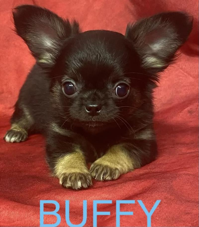 BUFFY Chihuahua disponible Mâle Chihuahua Poil Long