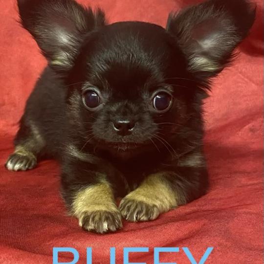 chiot Chihuahua Poil Long BUFFY Chihuahua disponible Domaine de la Chantelaie