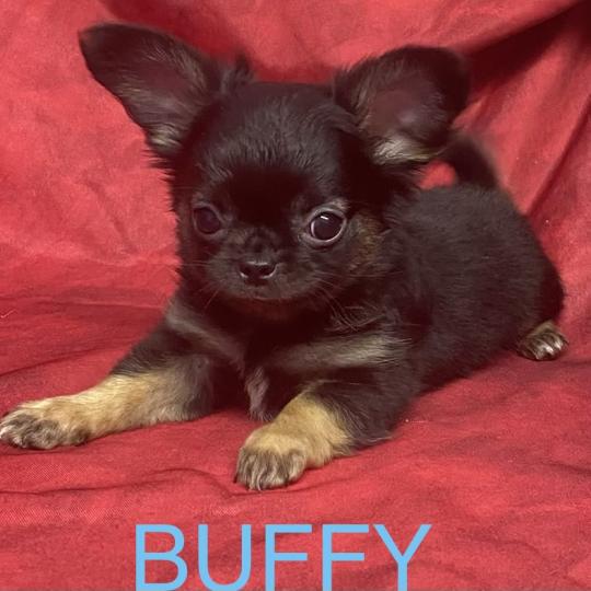 chiot Chihuahua Poil Long BUFFY Chihuahua disponible Domaine de la Chantelaie