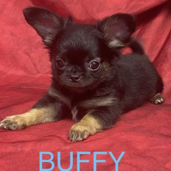 chiot Chihuahua Poil Long BUFFY Chihuahua disponible Domaine de la Chantelaie
