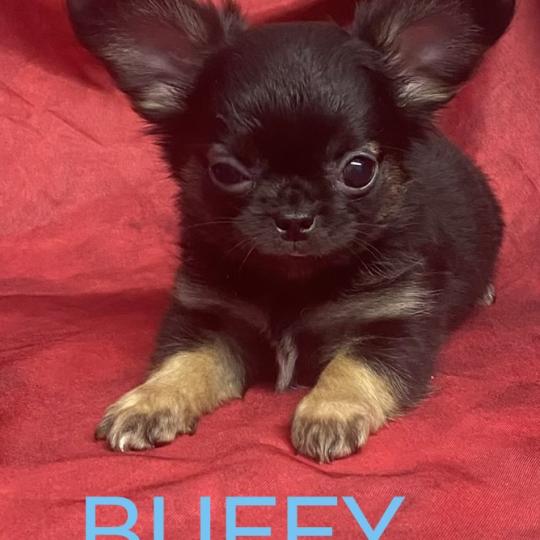chiot Chihuahua Poil Long BUFFY Chihuahua disponible Domaine de la Chantelaie