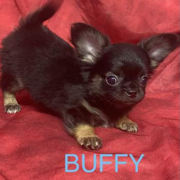 chiot Chihuahua Poil Long BUFFY Chihuahua disponible Domaine de la Chantelaie