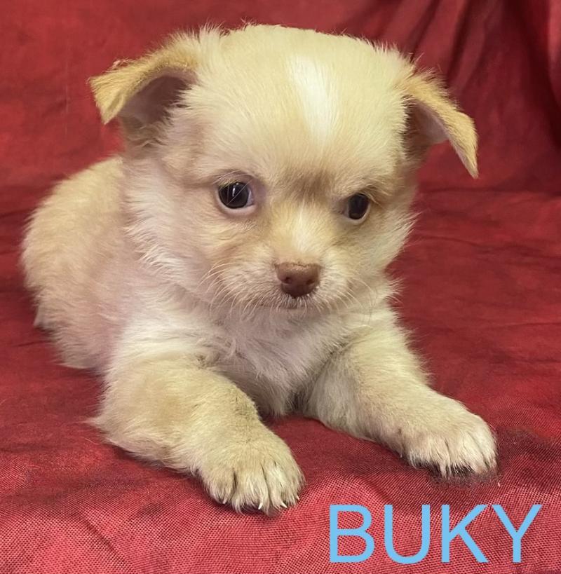 BUKY Chihuahua disponible Mâle Chihuahua Poil Long